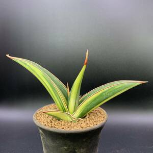 【新入荷】多肉植物 サンスベリア ドリスフェニー 斑入 Sansevieria Doris Pfenning Variegated 鮮明斑 選抜極上株 中株 01