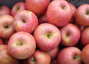 青森りんご　サンふじ　家庭用　バラ詰め19～20kg　農家直送　2