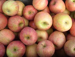 青森りんご　サンふじ　加工用　バラ詰め約20kg　農家直送　