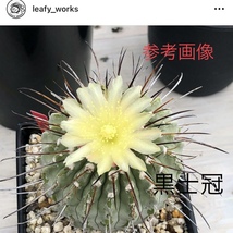 28 自家採取種子 10粒 黒士冠 コピアポア デアルバータ Copiapoa dealbata 検索 @Leafy works 黒王丸_画像3