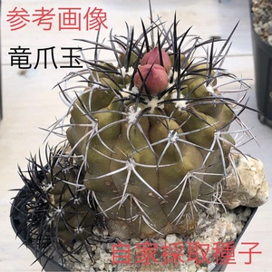 31 自家採取種子 10粒 竜爪玉 Copiapoa coquimbana 検索 @Leafy works 黒王丸