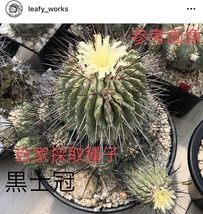 28 自家採取種子 10粒 黒士冠 コピアポア デアルバータ Copiapoa dealbata 検索 @Leafy works 黒王丸_画像1