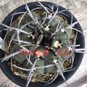 16 自家採取種子 20粒 強刺スーパーバッテリー Gymnocalycium vatteri 検索 @Leafy works 黒王丸