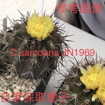 13 自家採取種子 10粒 コピアポア サルコアーナ Copiapoa sarcoana JN1969 検索 @Leafy works 黒王丸_画像2