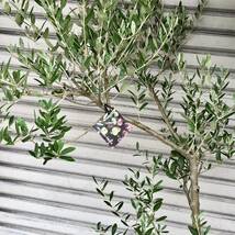 2品種接木 オリーブの木 Oli-me（オリーミー） ネバディロブランコ×シプレッシーノ 10号鉢_画像6