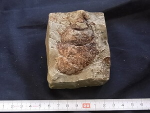 日本の化石　オオタニシ　９６０７　U１05