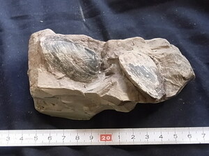 日本の化石　イシガイ　９６０９　U１05
