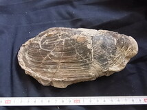 日本の化石　二枚貝　９６１１　U１0４_画像1