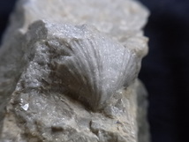 日本の化石　腕足類,巻貝　９５１３RY2_画像2