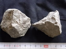 日本の化石　腕足類、巻貝　９７０２RY３_画像2