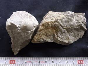 日本の化石　腕足類、巻貝　９７０４RY２
