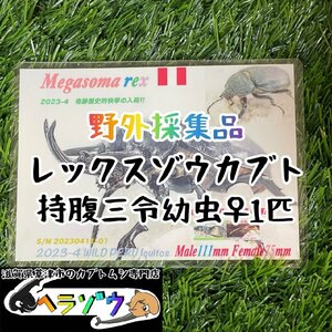 [25年ぶりの野外採集品]レックスゾウカブト三令幼虫1匹♀メス　管理番号23-45（旧アクティオンゾウカブト、アクテオンゾウカブト）