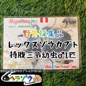 [25年ぶりの野外採集品]レックスゾウカブト三令幼虫♂オス1匹　管理番号23-46（旧アクティオンゾウカブト、アクテオンゾウカブト）