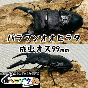 パラワンオオヒラタクワガタ成虫♂オス99mm(パラワンヒラタ親種108mm野外採集品)