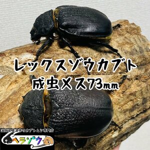 レックスゾウカブト成虫メス♀73mm（メガソマ、Ｍレックス、旧アクティオンゾウカブト、アクテオンゾウカブト）