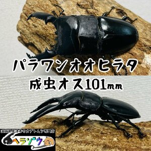 パラワンオオヒラタクワガタ成虫♂オス101mm(パラワンヒラタ親種108mm野外採集品)