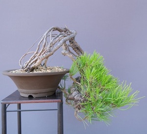 ( stock ) one .. Japanese black pin shohin bonsai |..15 year 