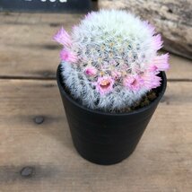 ピンク　カルメナエ　可愛い　ふわふわサボテン　ピンクのカルメナエ　花付き　マミラリア_画像1