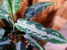 LA便 正規タグ付き Aglaonema pictum Z-047 Aceh sumatra 【LA0622-04z】銀色 アルゲ トリカラー アグラオネマ ピクタム_画像2