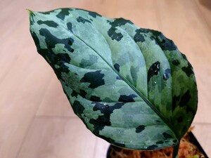 現地 Aglaonema Pictum A アグラオネマ　ピクタム トリカラー