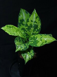 TZ便 Aglaonema pictum Aceh Sumatra T-131220-b-6 アグラオネマ ピクタム マルチカラー multicolor type 増殖株