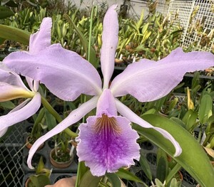 洋蘭原種 カトレア C jenmanii f.coerulea 'Blue Marlin' (OG)