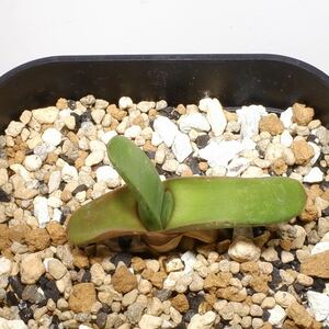 （２３−１１４３）ガステリア ラウリンソニー Gasteria rawlinsonii, IB9986, Studtis, Baviaanskloof