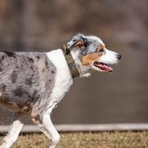 EXCELLENT ELITE SPANKER 犬 首輪 大型 ナイロン製 首輪 犬 軍事訓練用 犬首輪中型犬 調整可能 犬くびわ中型 散歩 （ブラックーXL） H13_画像7