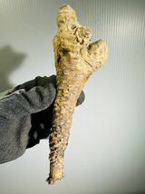 915 Tylecodon Rubrovenosus チレコドン　ルブロベノーサス 検(グラキリス デセプタ ムランジーナ 塊根パキプス _画像1