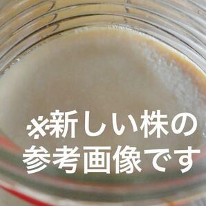 最終値下げ今のうち！特大 羅漢果紅茶キノコ株 自家製のコンブチャ作り♪ マザー株 種菌の画像8