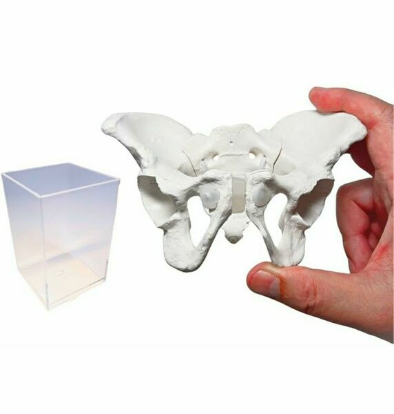 ミニ骨盤模型 片手脱着スタンド付き 仙腸関節を自由に動かして構造を理解する