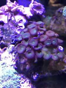  коралл * аквариум ..* зеленый кнопка 8X8cm ранг soft коралл коралл коралл скала есть 