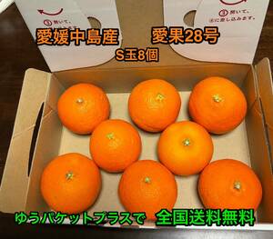 全国送料無料　紅まどんなと同じ品種　愛果28号　ゆうパケットプラス　S玉8個　箱込み1kg 愛媛中島産　④