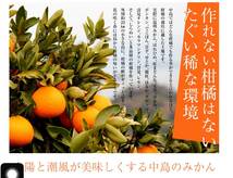 全国送料無料　限定９箱　紅まどんなと同じ品種　愛果28号　傷が多い訳あり家庭用　Lサイズのみ　愛媛中島産　③_画像9