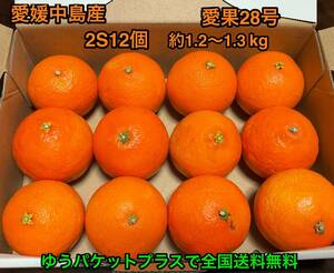 全国送料無料　紅まどんなと同じ品種　愛果28号　2S12個　ゆうパケットプラス　愛媛中島産　②