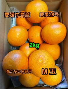 全国送料無料　紅まどんなと同じ品種　愛果28号　傷が多い家庭用　Mサイズ　2kg　愛媛中島産　10