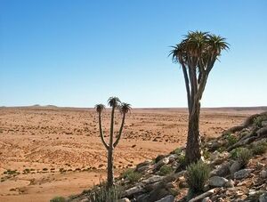 Aloe pillansii アロエ ピランシー アロイデンドロン Aloidendron 種子 5粒