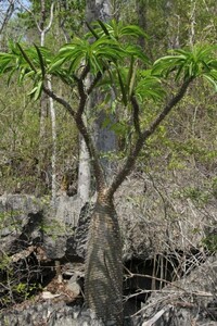 Pachypodium menabeum パキポディウム メナベウム 種子 10粒