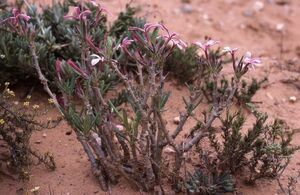 【1円～】 Pachypodium succulentum パキポディウム　サキュレンタム 天馬空 種子 20粒