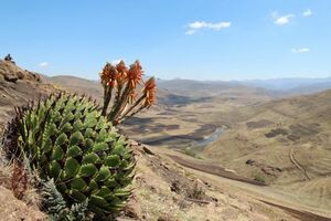 Aloe polyphylla アロエ ポリフィラ 種子　100粒