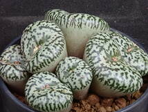 江隈　ウルスプルンギアナム　Conophytum　obcordellum　 ursprungianum　コノフィツム　多肉植物_画像1