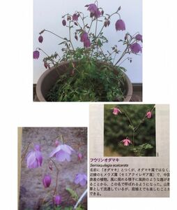 フウリンオダマキ　花の種　25粒