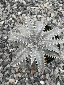 Dyckia Mountain of Needles monstruosa？