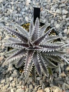 Dyckia Snow Storm x tracking code ACC