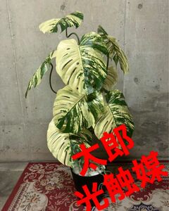 光触媒　人工観葉植物　ウォールグリーン　フェイクグリーン　斑入りモンステラバリエガーターajd