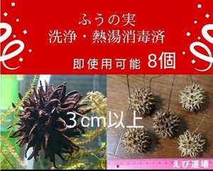 『えび道場』ふうの実(枝付あり) 8個 中・大サイズトゲ込み3cm以上 洗浄・熱湯消毒済み / フウの実 シュリンプ メダカ ビーシュリンプ 