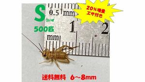 《全国配送》《送料無料》《20％増量》　　　《エサ付き》Ｓ6〜8mm 500匹イエコオロギ　クロコオロギ　フタホシコオロギ