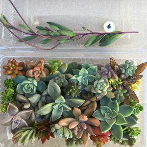 【100円スタート♪6】多肉植物　カット苗　15種類以上！　初心者　寄せ植えに最適♪