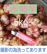 赤菊芋(フランス菊芋) 土付き5kg以上 無化成肥料栽培 あなたの健康をお手伝い！_画像1