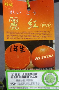 即決2145円♪柑橘系果樹苗 麗紅レイコウ1年生株